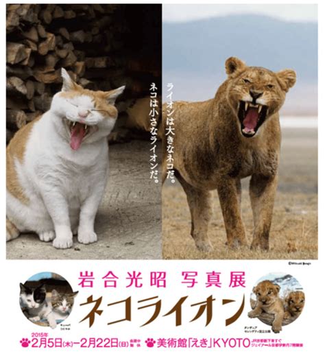 ネコとライオンは似ている？ 岩合光昭さんの写真展「ネコライオン」jr京都伊勢丹で2月から はてなニュース