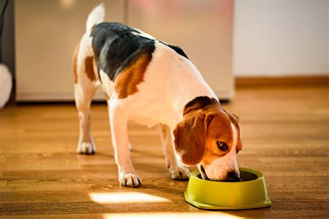 These fresh food recipes can be selected through a subscription plan that takes into account your dog's weight, activity levels and age. How to make dog food yourself - Pet Salon Groomtopia in ...
