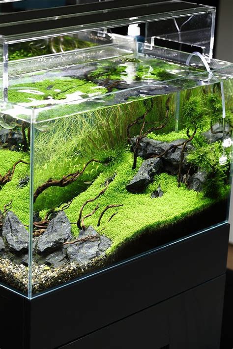 30 Coolest Aquascape Design That Looks Like Real Obsigen