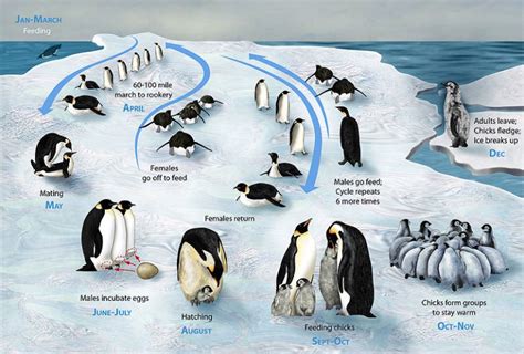 Emperor Penguin Online Learning Center Aquarium Of The Pacific