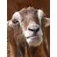 Free Goat Stock Photo  FreeImagescom