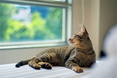 Grey Tabby Cat Lying Near Window Hd Wallpaper Wallpaper Flare