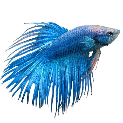 Male Crowntail Betta Lupon Gov Ph