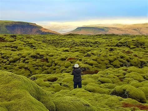 Moss Covered Lava Eldhraun Lava Field In The South Coast