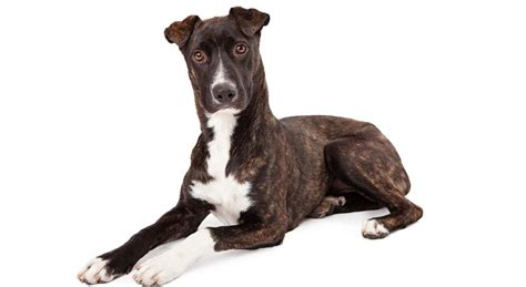 Mountain Cur Dog Breed Guide