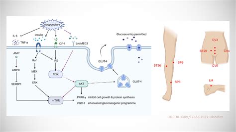 Underlying Mechanisms Of Acupuncture Therapy On Polycystic Ovary