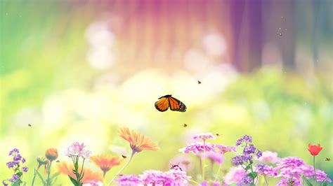 Special Butterfly Screensavers Downloads