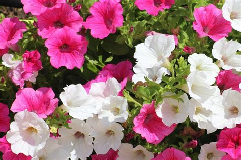 Petunias How To Plant Grow And Care For Petunias The Old Farmers
