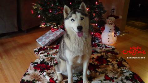 Christmas Siberian Husky Pictures Siberian Husky Puppies For Sale