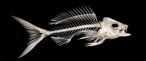 Fish Bones Mermaid Skeleton Fish Skeleton Skeleton Art Animal