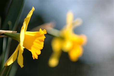 Daffodils Signs That Spring Has Sprung Howardpoonphoto Flickr