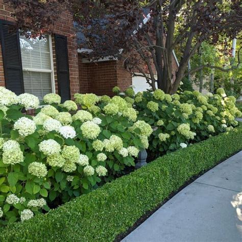 20 Boxwood Companion Plant Ideas For Beauty And Functionality