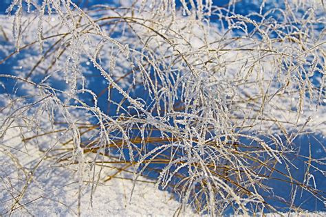 Free Images Tree Nature Branch Snow Cold Winter Sky Frost Ice