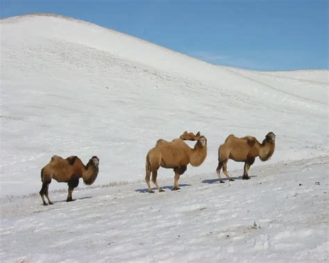 Wild Bactrian Camel Facts Diet Habitat And Pictures On Animaliabio