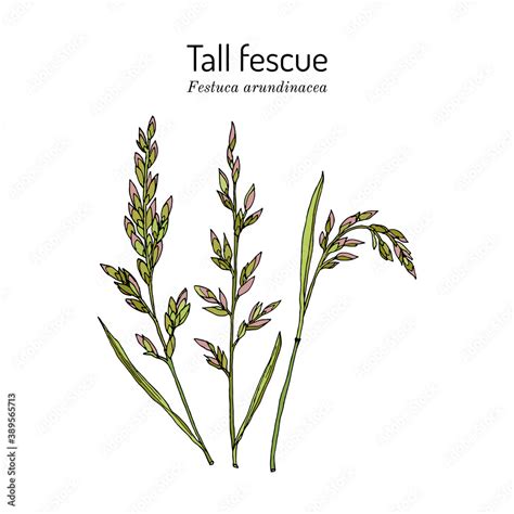 Tall Fescue Festuca Arundinacea Ornamental And Forage Plant 素材庫向量圖