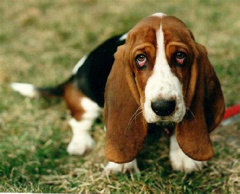 Basset Hound Breed Guide Learn About The Basset Hound