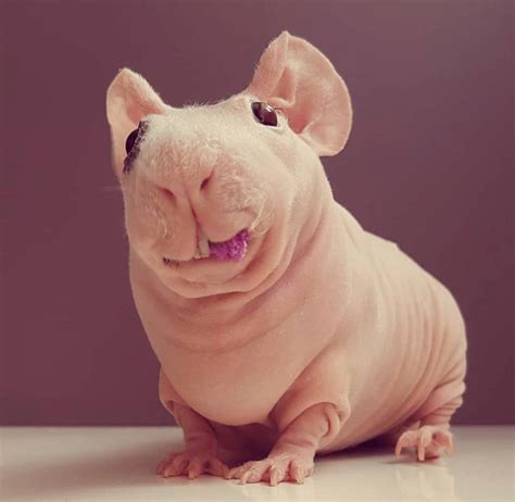 Meet Ludwik The Hairless Guinea Pig Guinea Pigs Cute Guinea Pigs