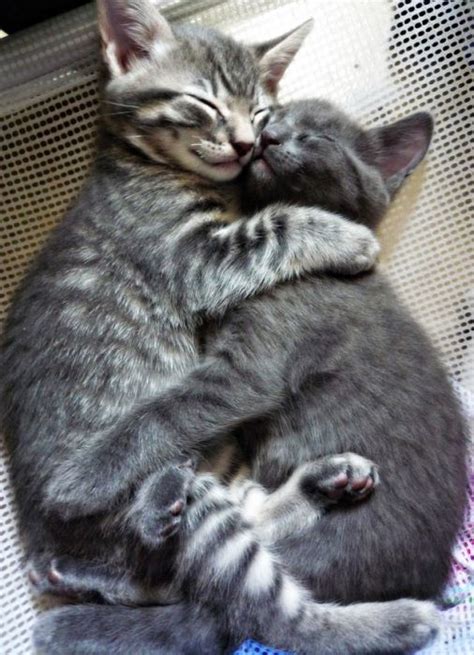 Chill Box Of Pics Hugging Kittens