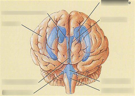 Label The Ventricles In The Brain Diagram Quizlet