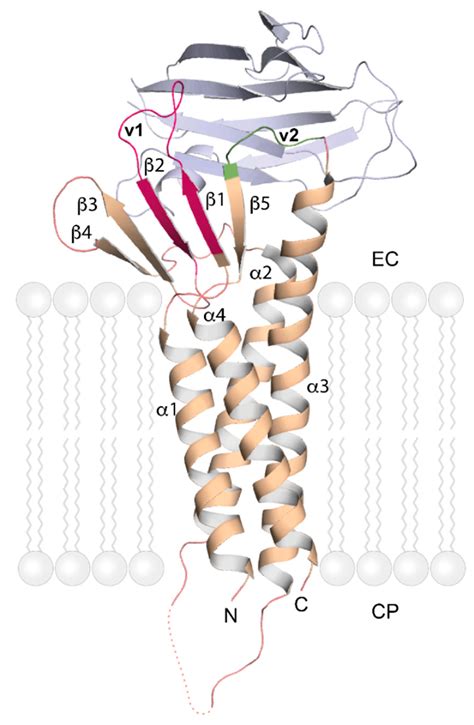 IJMS Free Full Text Structural Features Of Tight Junction Proteins
