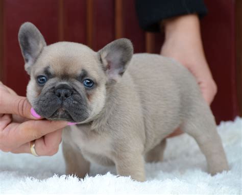 Fawn Blue French Bulldog Prices And Complete Guide Fbdt