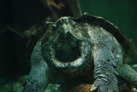 Endangered Species Protection Proposed For Suwannee Alligator Snapping