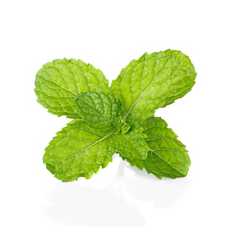 Mint Leaf Green Plants Isolated On White Background Peppermint Stock