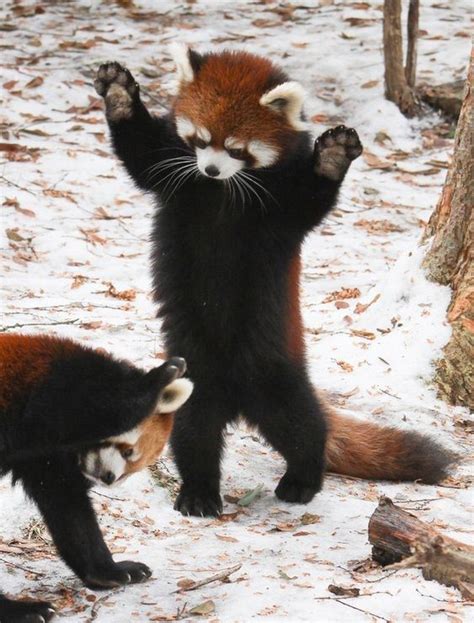 Celebrate Red Panda Day With A Collection Of Adorable Photos Cute Funny