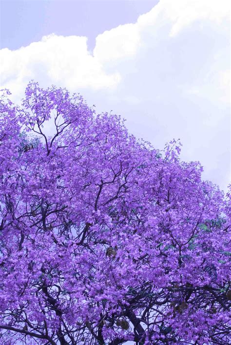 The Trees In Pretoria That Make It The “jacaranda City” Of South Africa