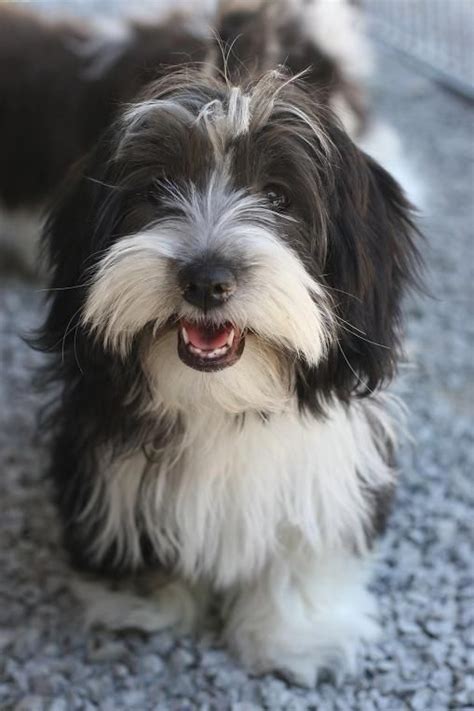 All The Things I Respect About The Cheerful Havanese Puppies