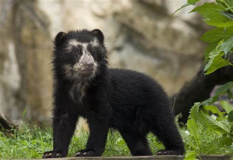 Andean Bear Cub A Male Andean Bear Cub Was Born At The Nat Flickr