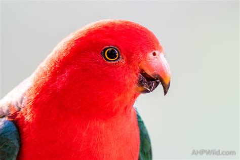 Australian King Parrot Ahp Wild