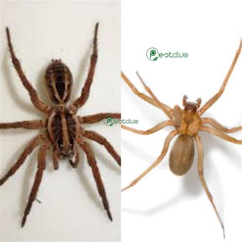 Wolf Spider Vs Brown Recluse Spider Facts And Differences Pestclue