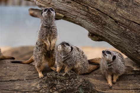 Meerkat Encounters Bca Zoo