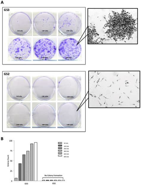 Colony Formation Escalation In A P53 Mutant Cell Line A G53 Colony