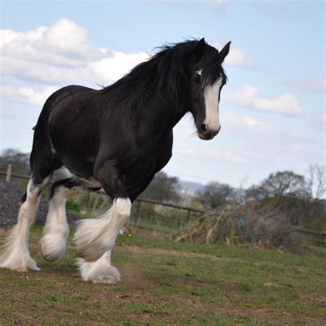 Matthew Gregory King Ltd Shires And Clydesdales Indexphp Horses