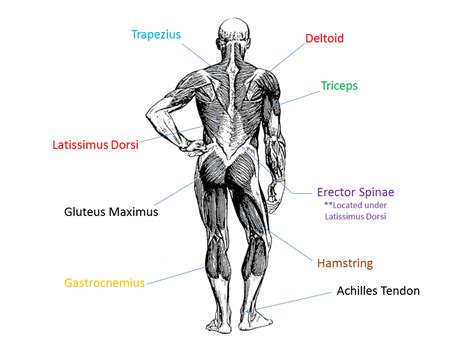 Muscular System Labeled Simple