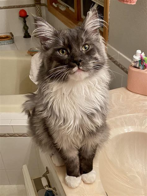 Prince Loves To Watch My Wife Get Ready For Work Mainecoons