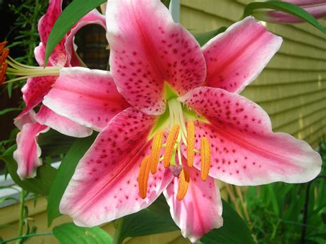 Moms Pink Tiger Lilys My Flower Flowers Tiger Lily Plants Pink