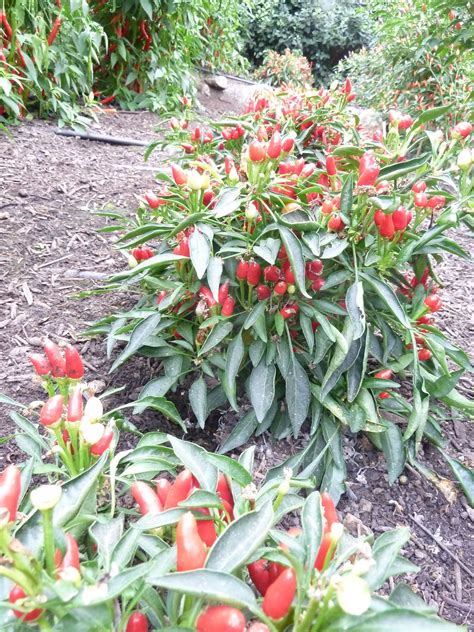 Chilli variety stumpy at the Eden Project | Eden project, Plants, Garden