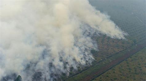 Dpr Usul Hukuman Seumur Hidup Bagi Pembakar Hutan News Liputan Com