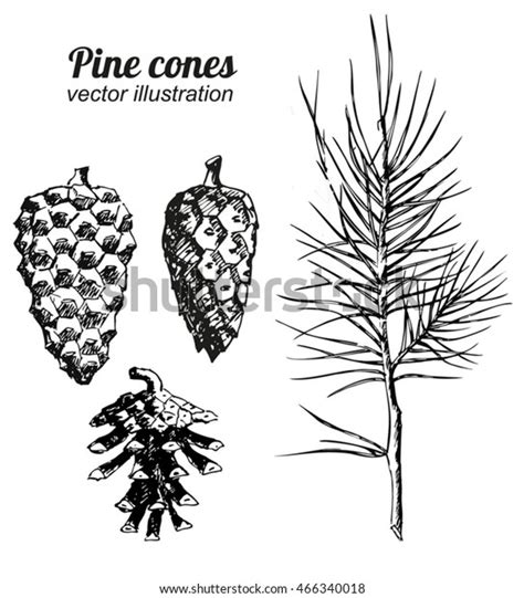 Set Hand Drawn Pine Cones Vector Stock Vector Royalty Free 466340018