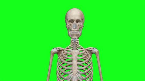 Skeleton Male Greenscreen Royalty Free Stock Footage 1