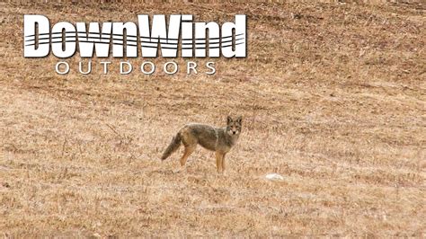 Eastern Coyote Hunting Look In His Eye Downwind Outdoors Youtube