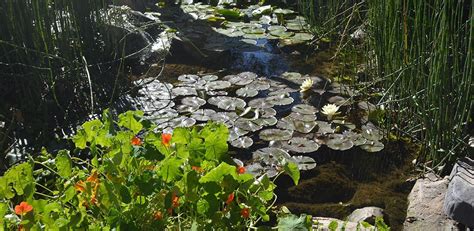 Myrtle Creek Botanical Gardens And Nursery Cool Place To Check Out And