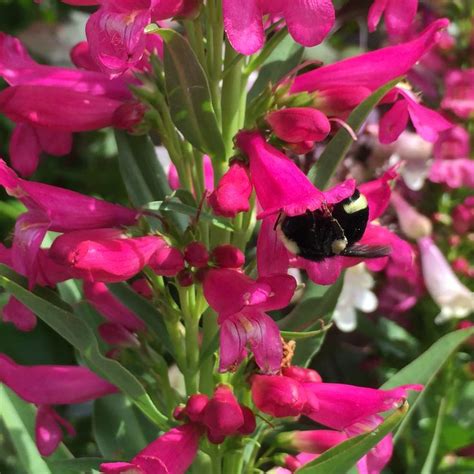 What are the best flowers that attract hummingbirds? 11 Plants to Attract Bees, Butterflies, and Hummingbirds ...
