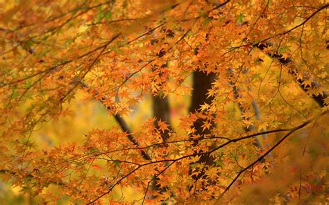 Autumn Maple Trees Wallpaper Nature And Landscape Wallpaper Better