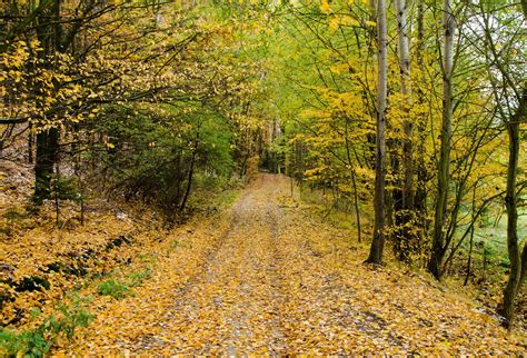 Free Images Landscape Tree Nature Path Walking Road Trail