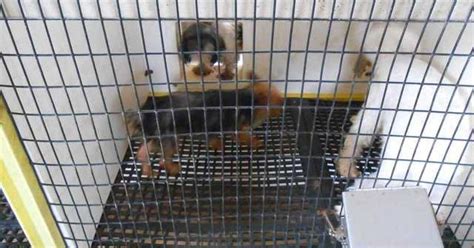 Puppy Mill Rescue Ohio Canine Csi Ohio Law Enforcement Trained On