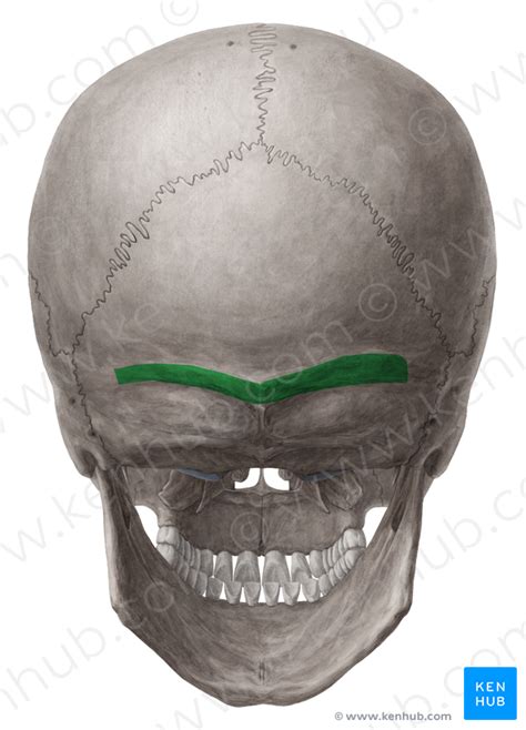 Superior Nuchal Line Of Occipital Bone